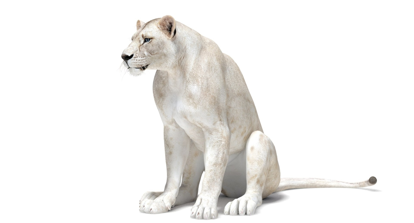 Rigged White Lioness 3D Model — Game-Ready