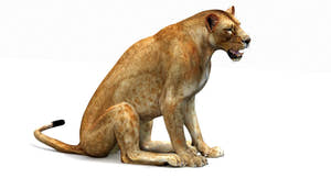 Lioness 3D model sitting on a white background Thumbnail