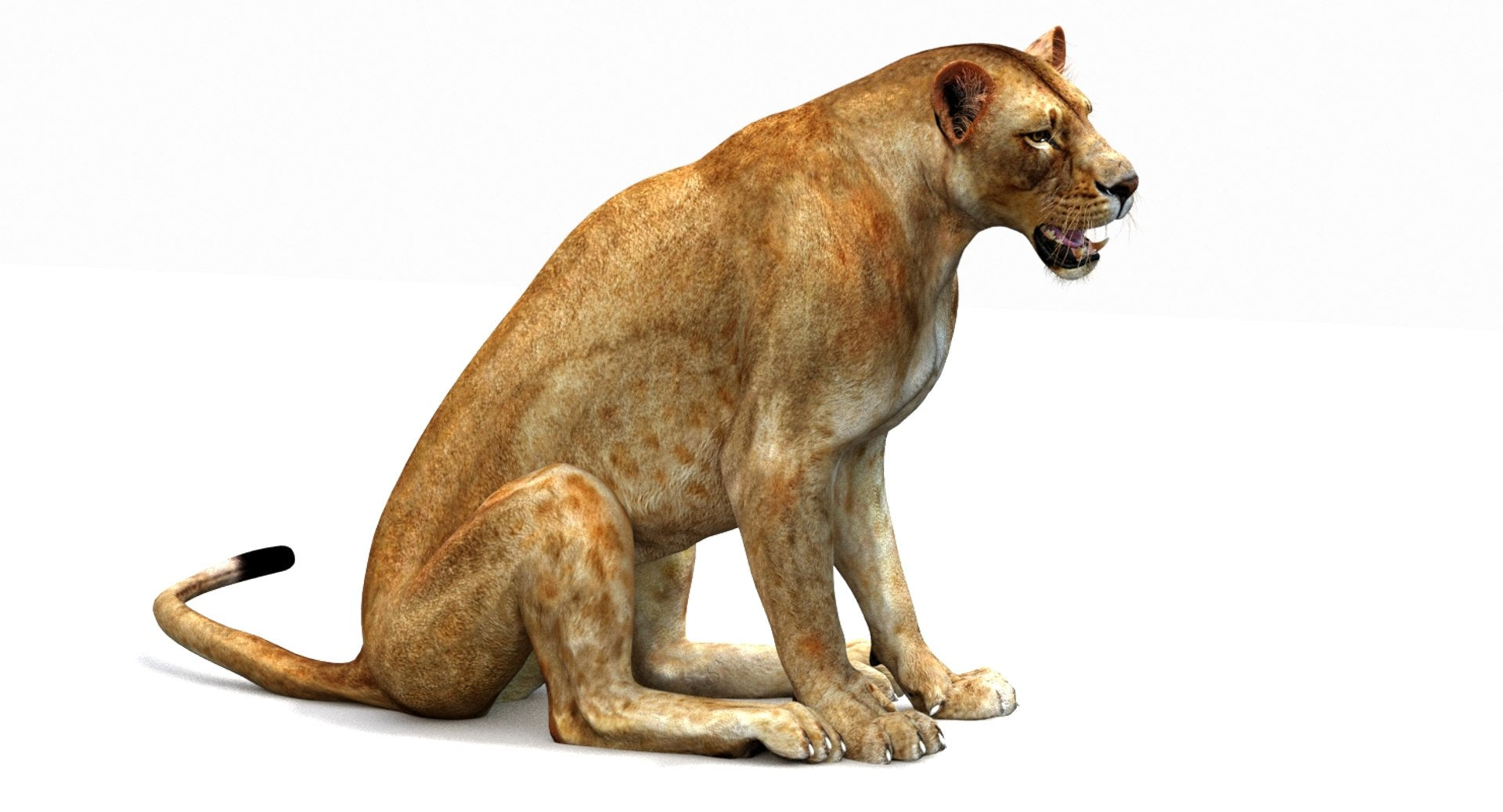 Lioness 3D model sitting on a white background
