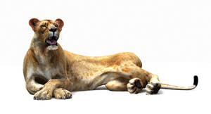 Lioness lying down 3D model on a white background Thumbnail
