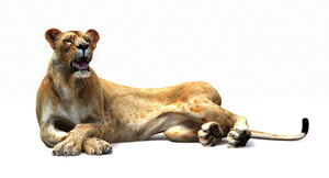 Lioness lying down 3D model on a white background Thumbnail