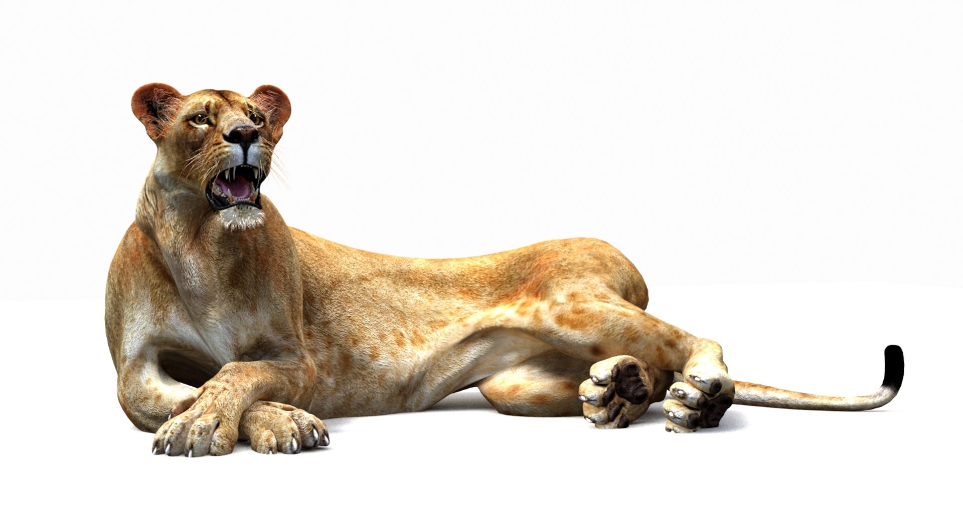 Lioness lying down 3D model on a white background