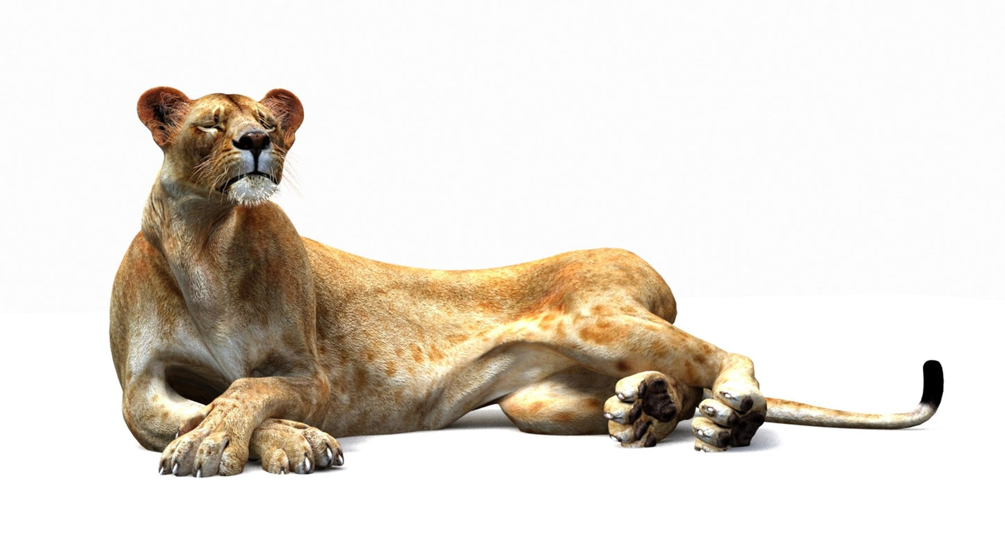 Lioness 3D Model Rigged
