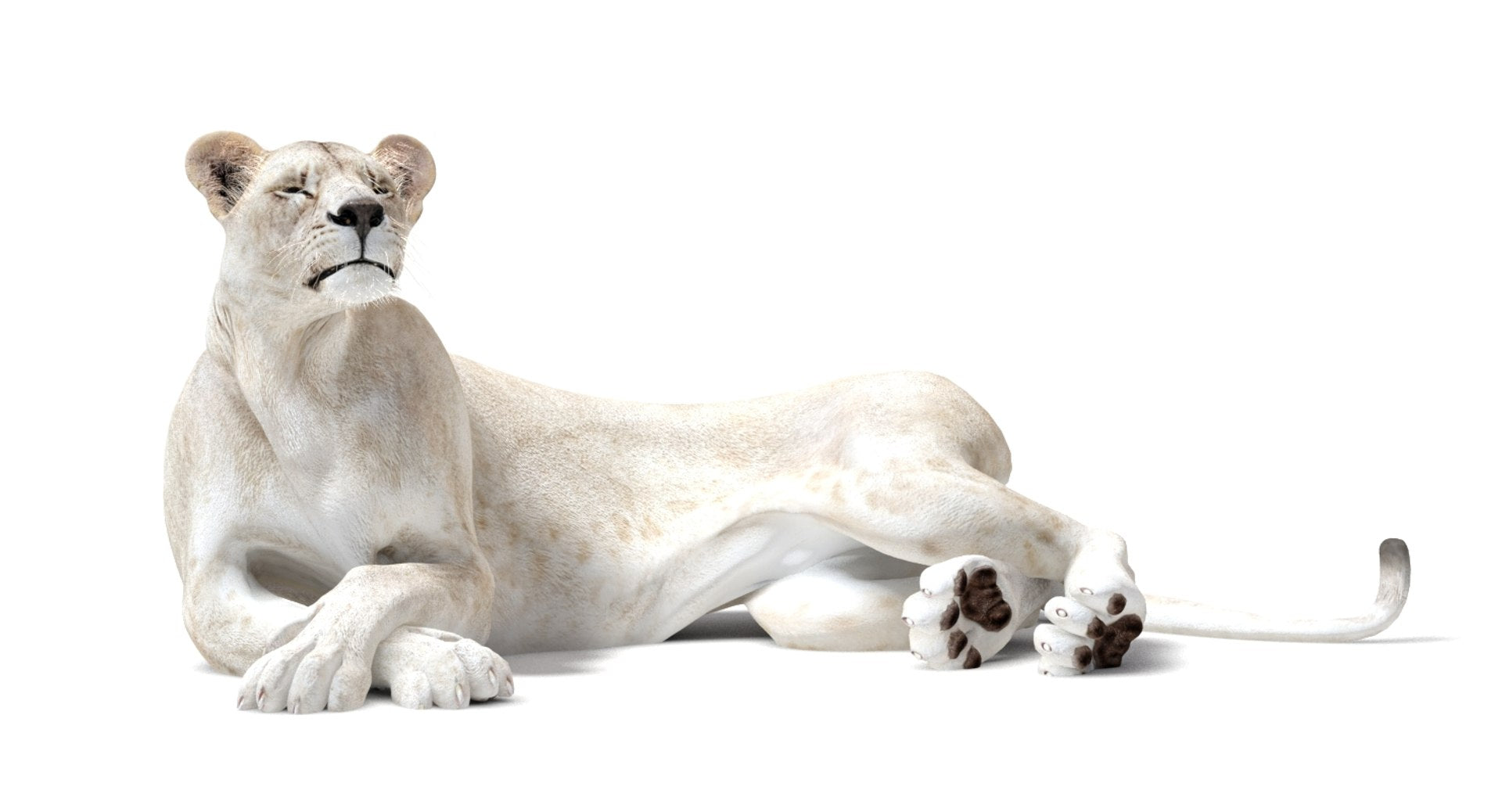 Rigged White Lioness 3D Model — Game-Ready