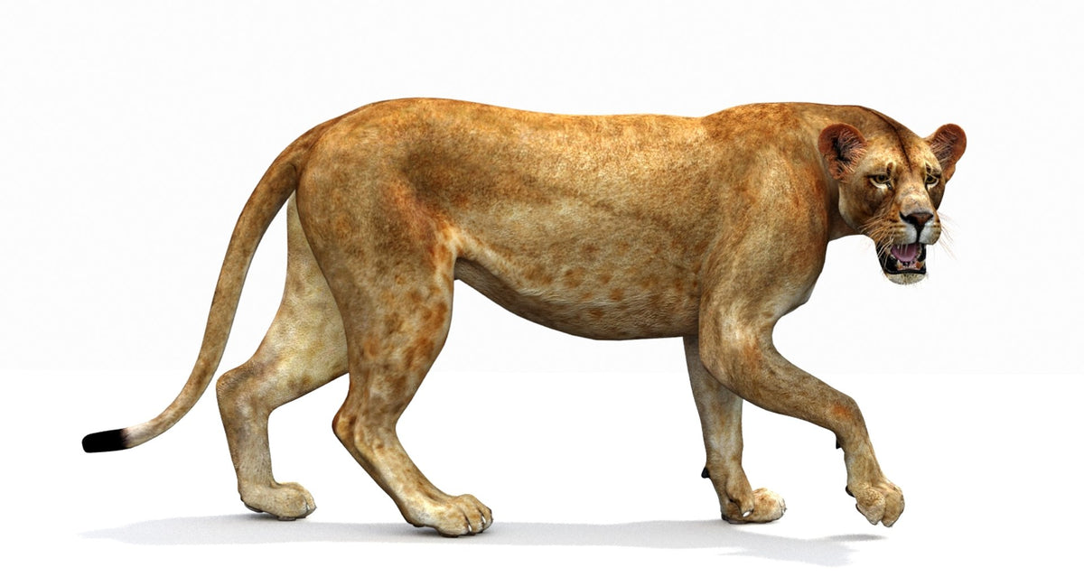 Lioness 3D Model — Rigged and Game-Ready