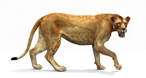 Lioness 3D Model — Rigged and Game-Ready Thumbnail