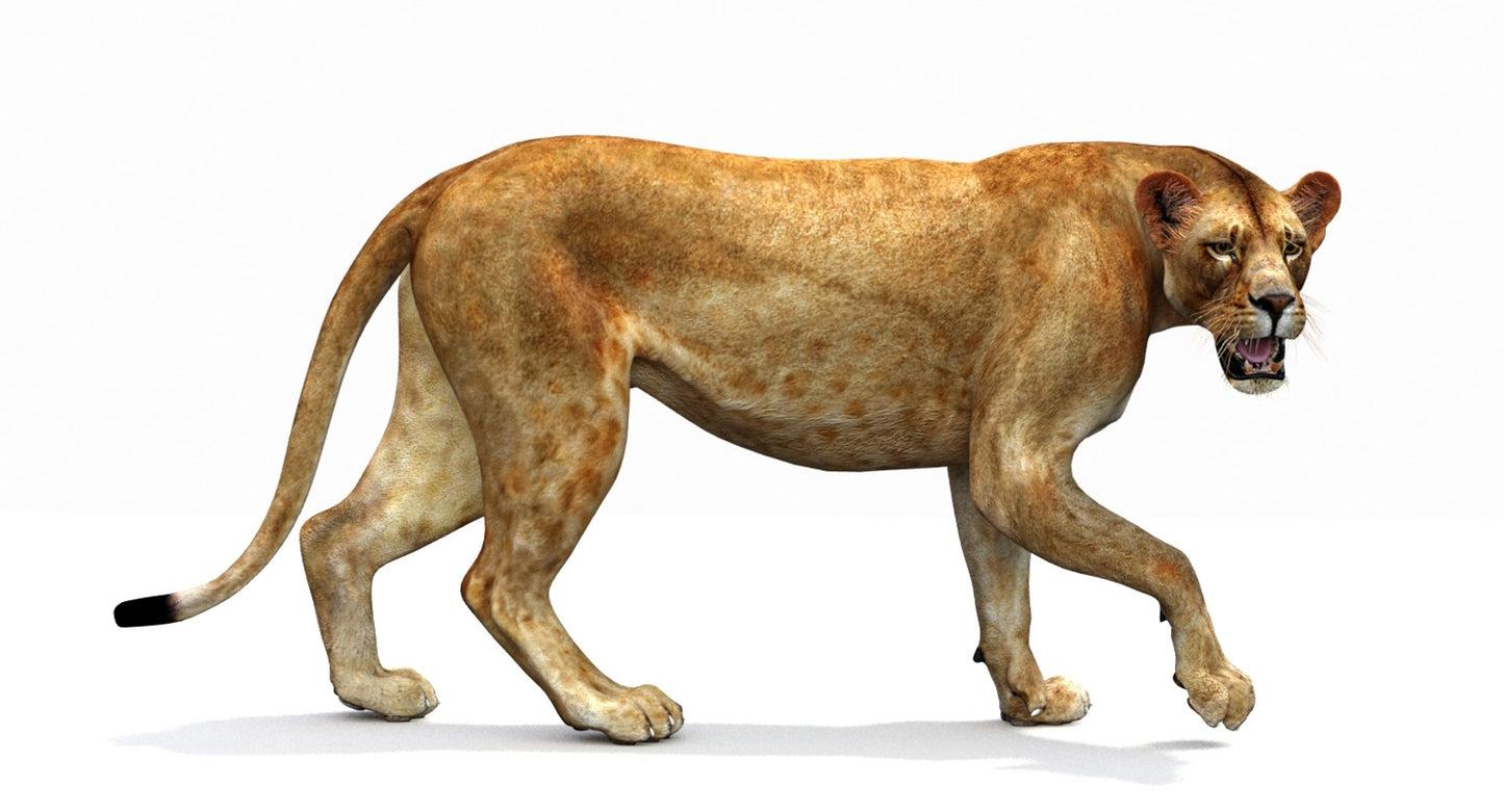 Lioness 3D Model Rigged