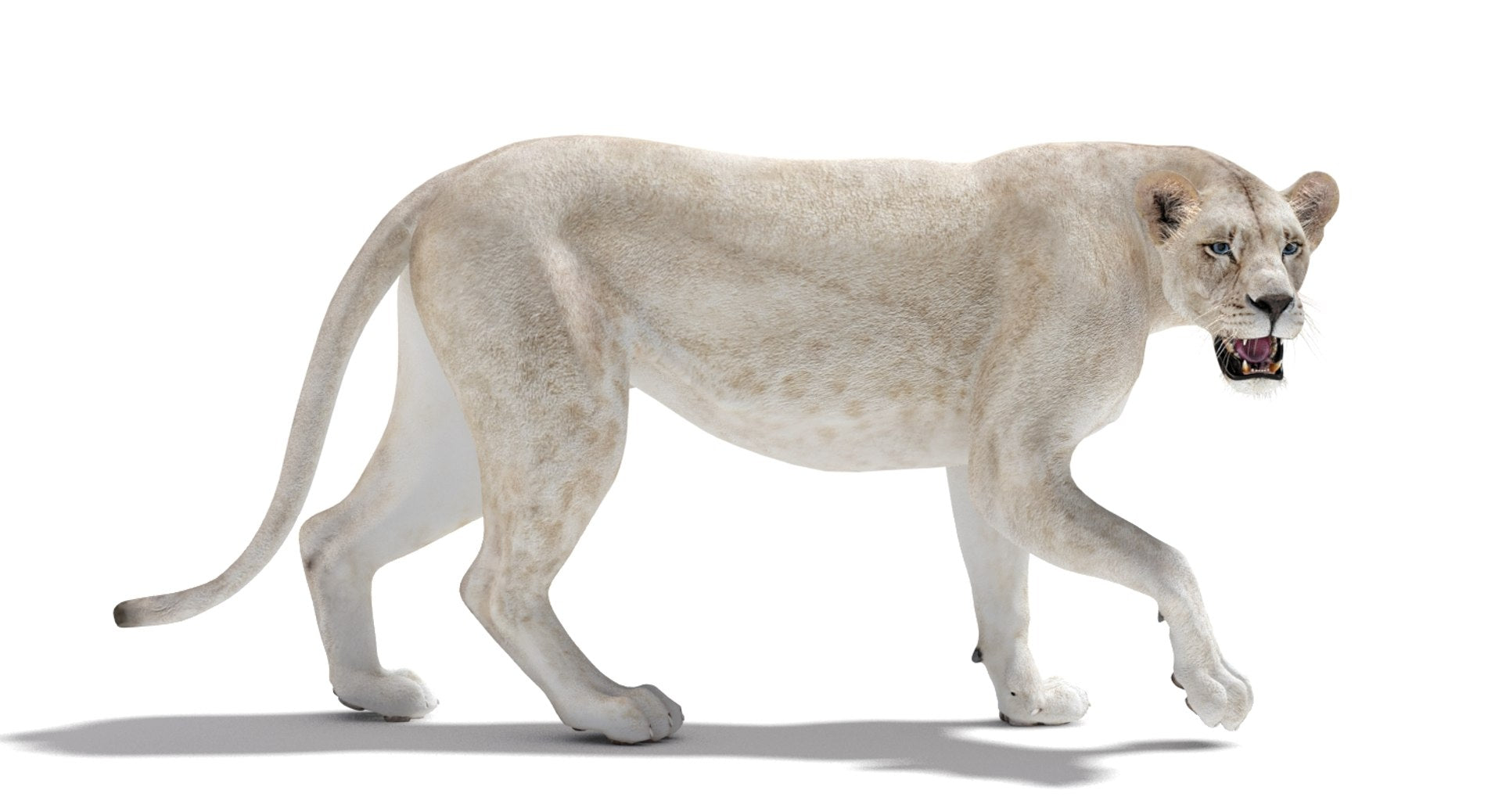 Rigged White Lioness 3D Model — Game-Ready