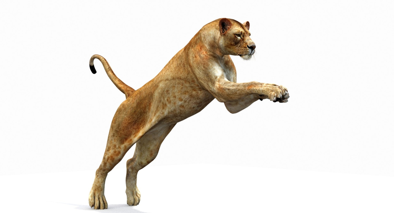 Lioness 3D Model in a dynamic pose on a white background