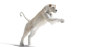Rigged White Lioness 3D Model — Game-Ready Thumbnail
