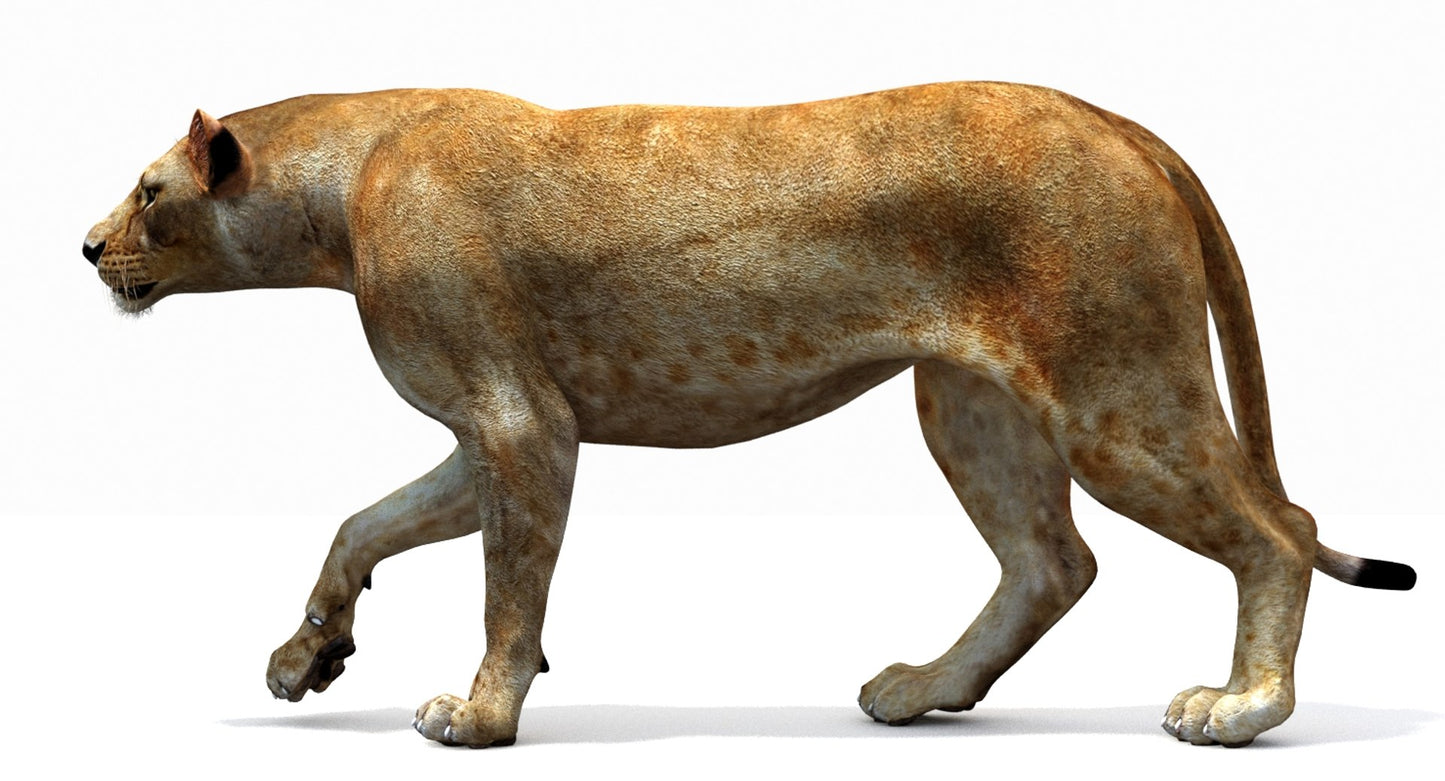 Lioness 3D Model Rigged