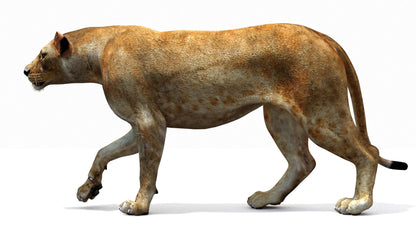 Lioness 3D Model Rigged