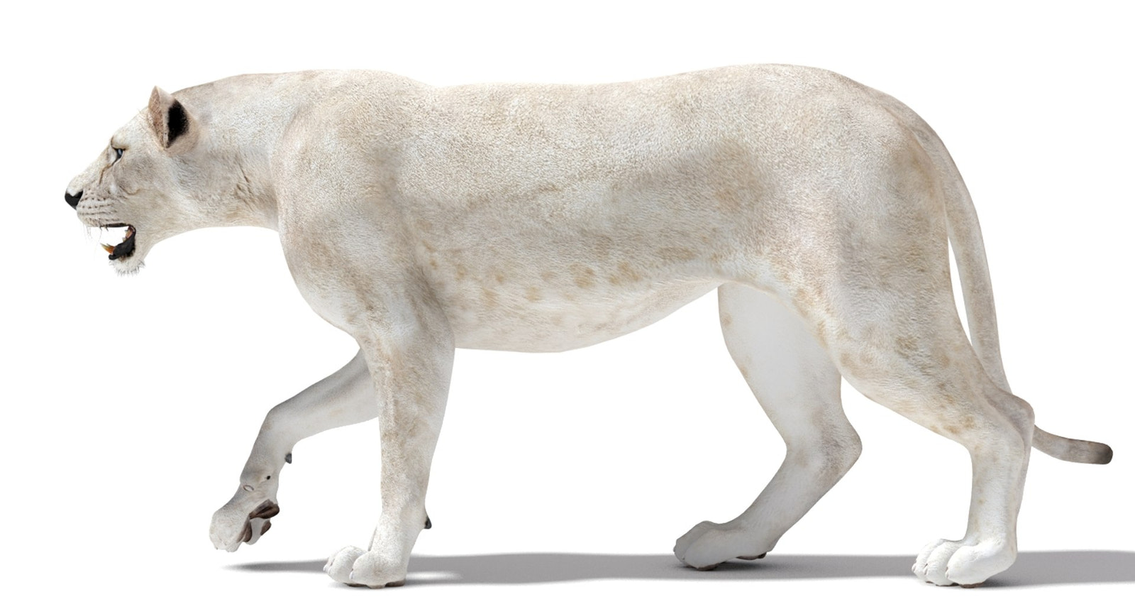 Rigged White Lioness 3D Model — Game-Ready