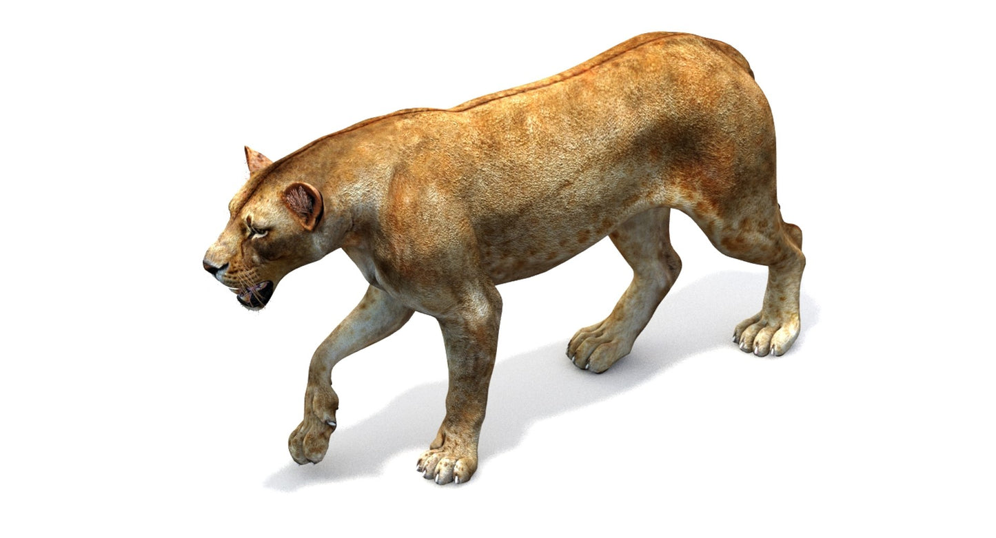 Lioness 3D Model Rigged