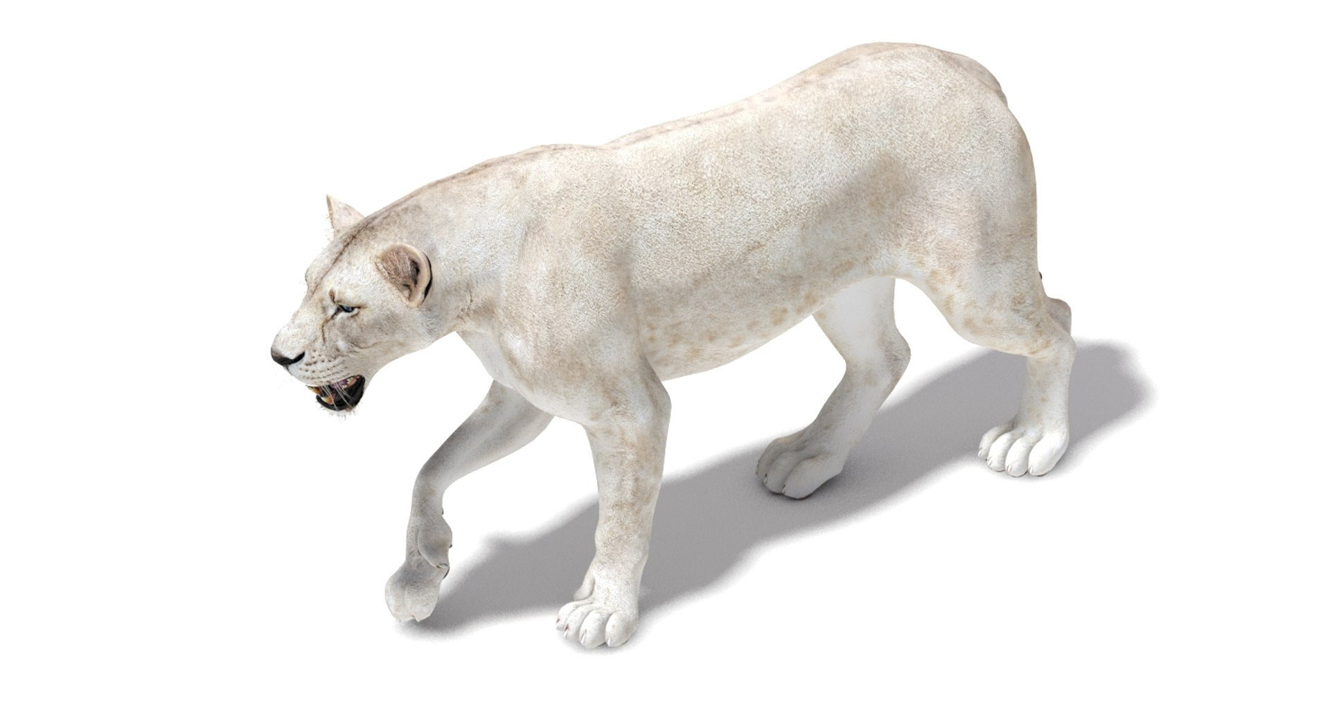 Rigged White Lioness 3D Model