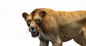 Lioness 3D Model Rigged Thumbnail