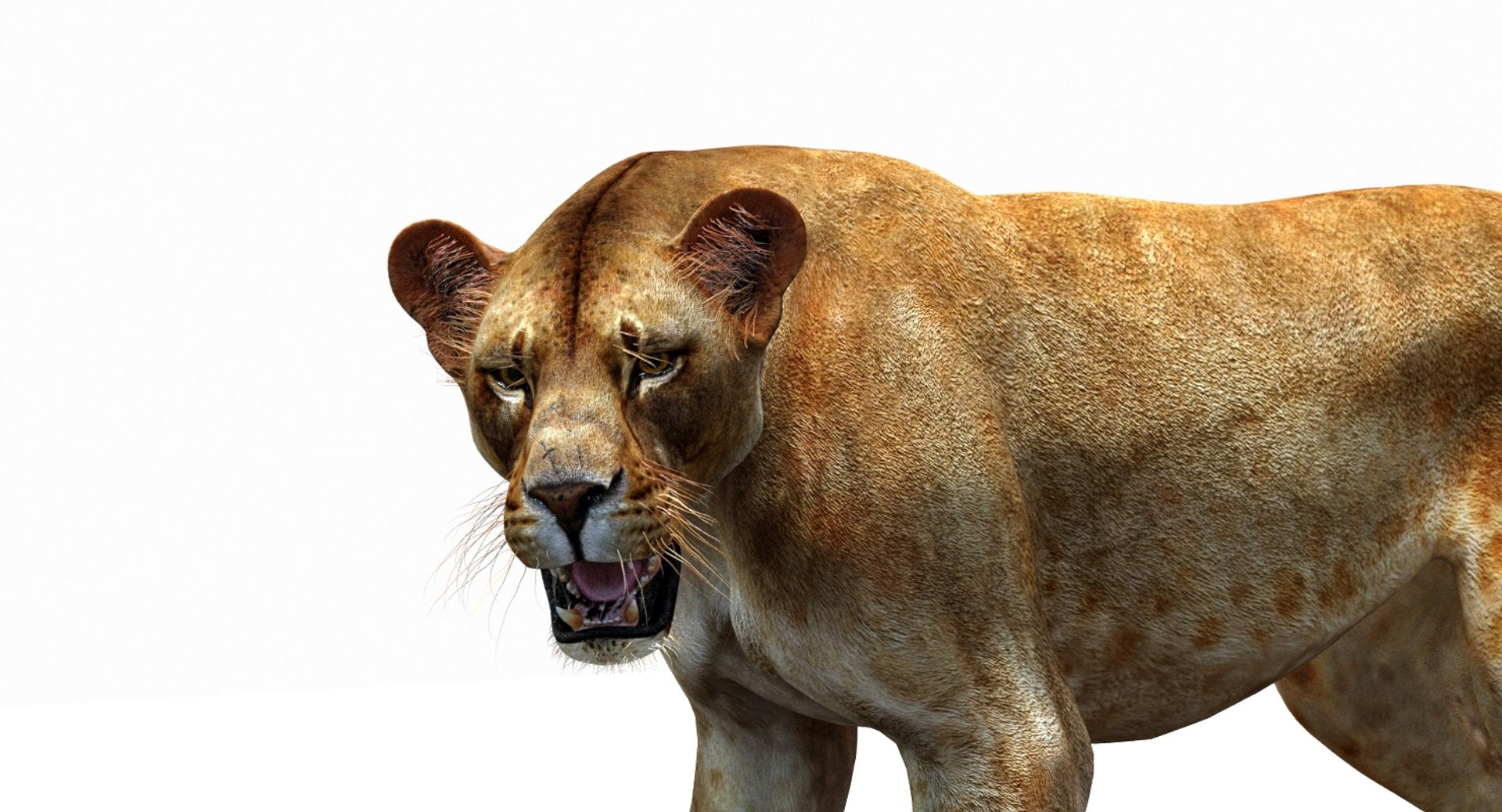 Lioness 3D Model Rigged