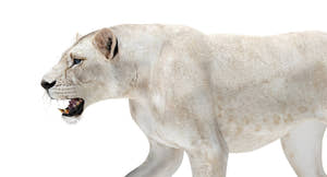 Rigged White Lioness 3D Model Thumbnail
