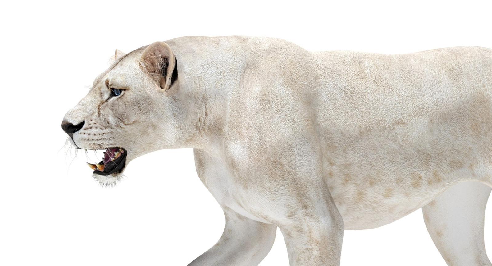 Rigged White Lioness 3D Model