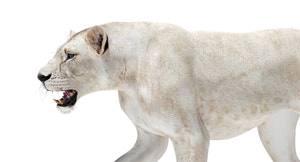 Rigged White Lioness 3D Model Thumbnail