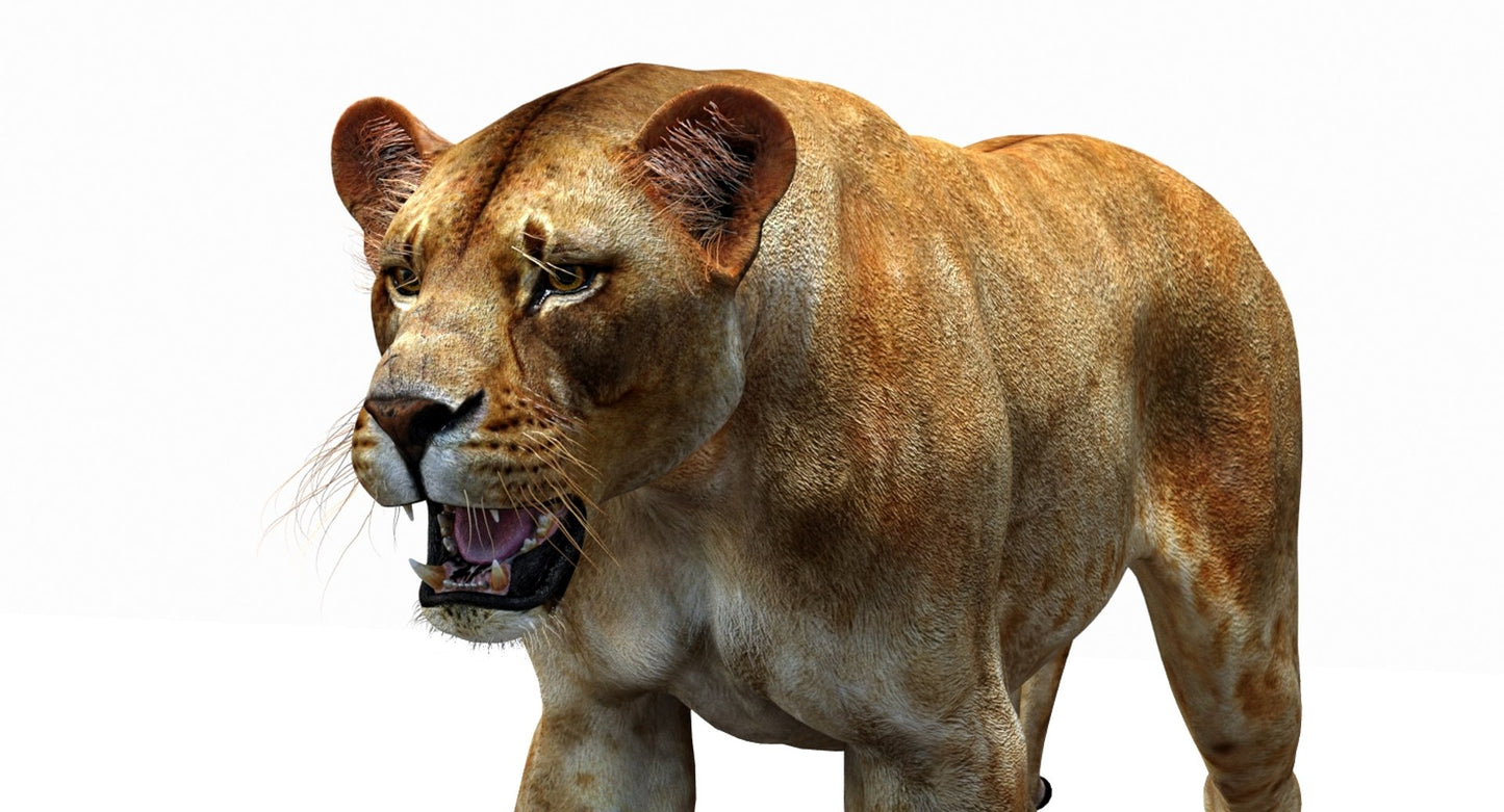 Lioness 3D Model Rigged