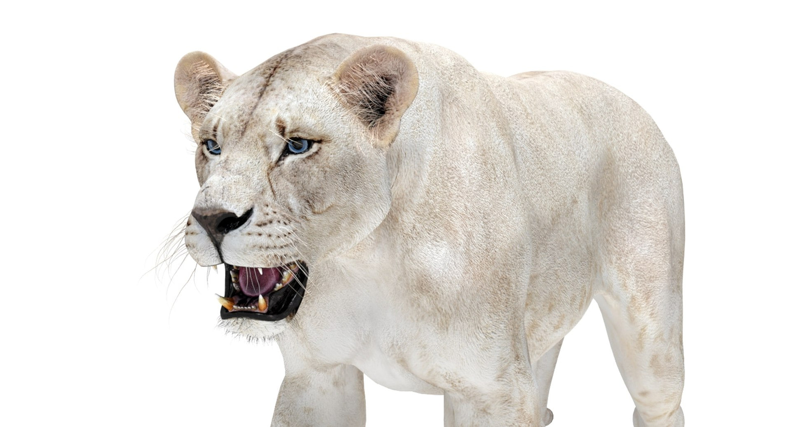 Rigged White Lioness 3D Model