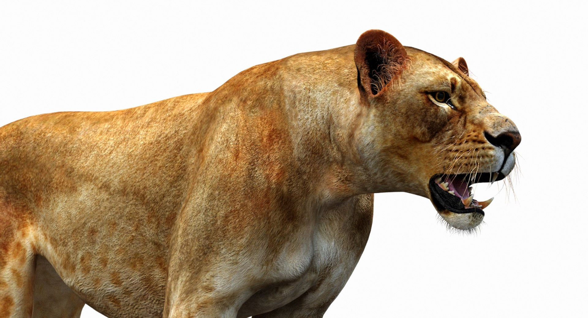 Lioness 3D Model Rigged