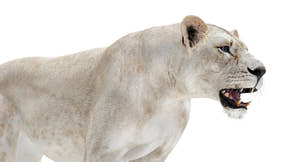 Rigged White Lioness 3D Model Thumbnail