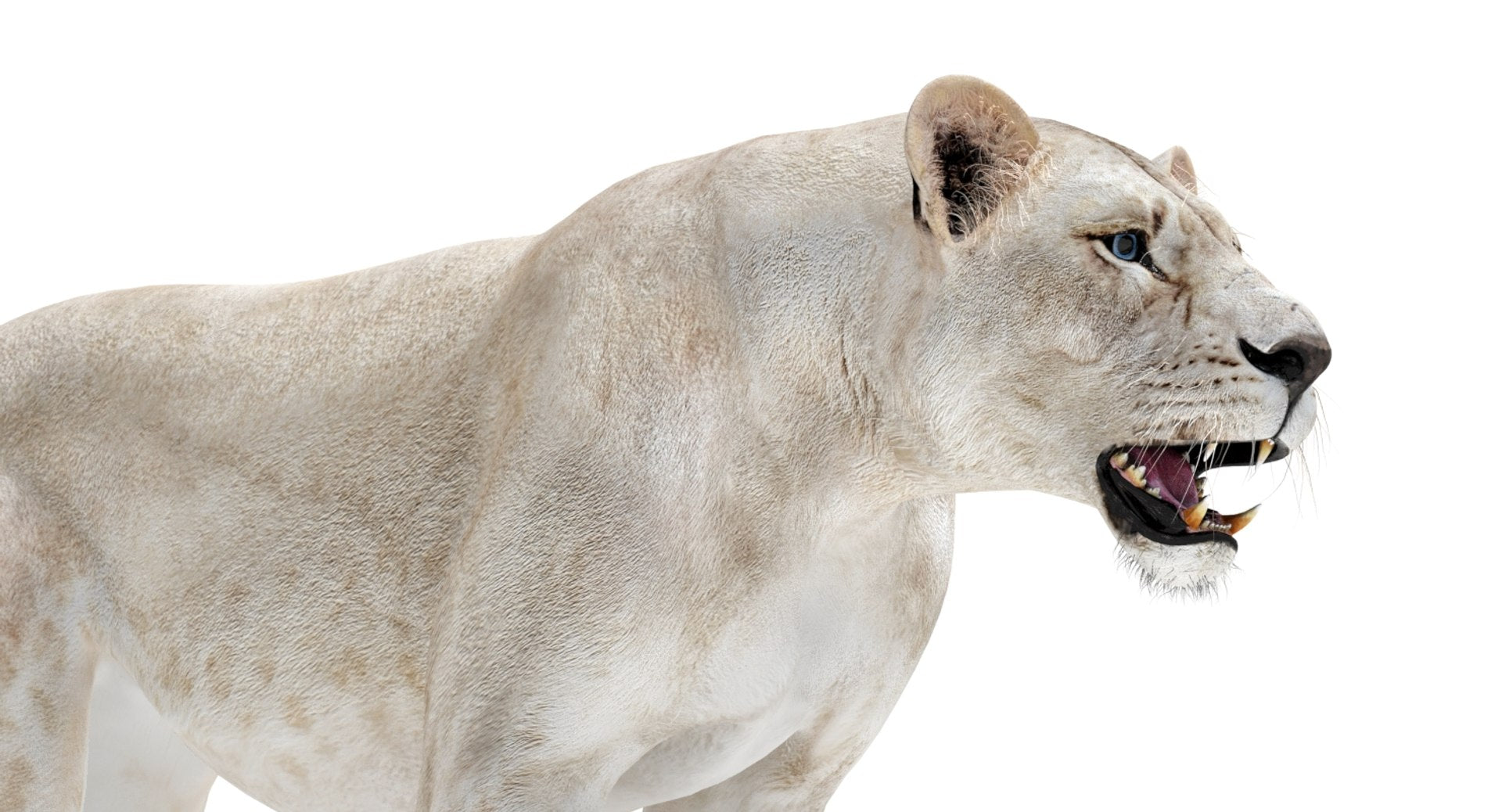 Rigged White Lioness 3D Model