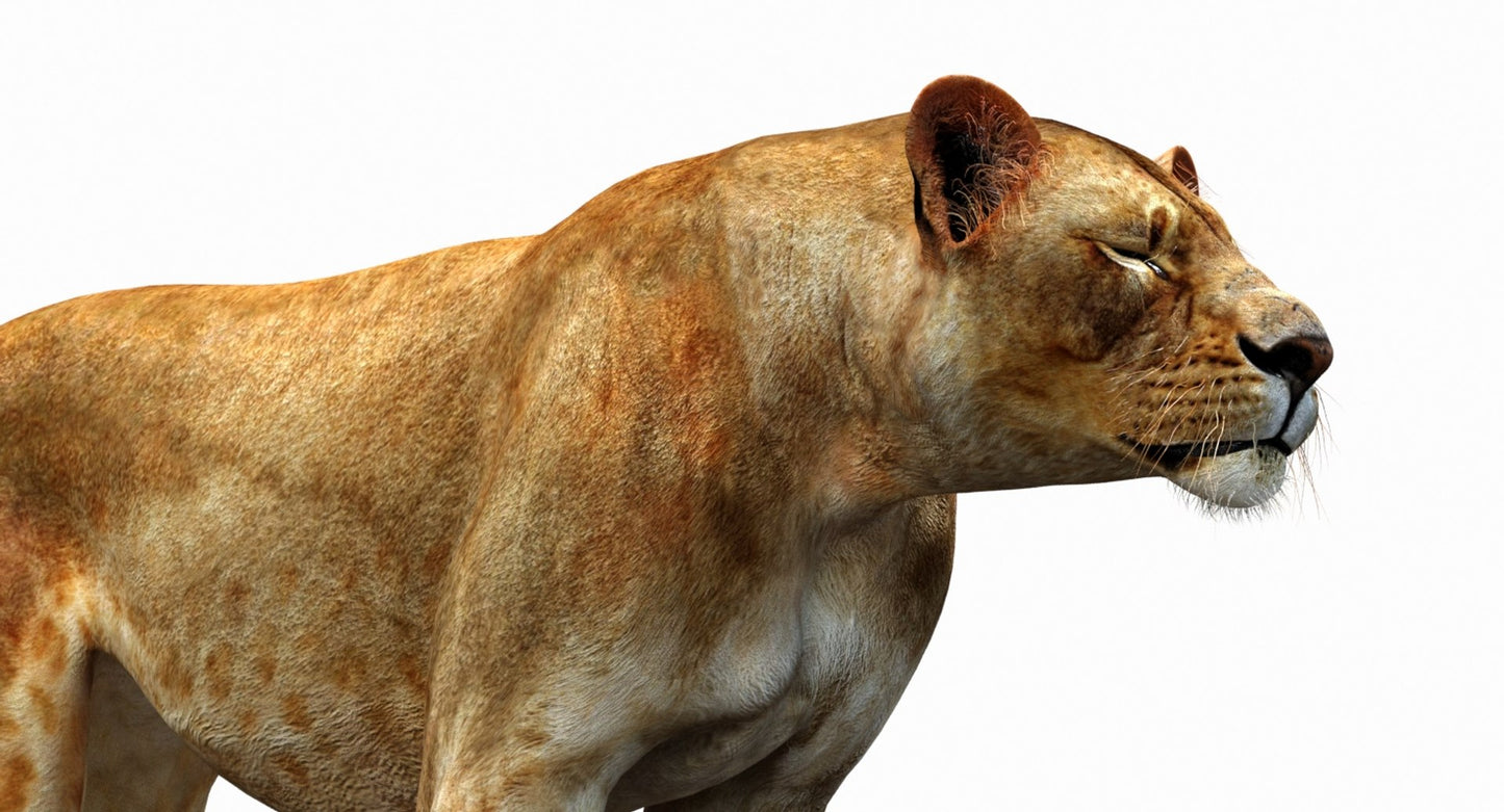 Lioness 3D Model Rigged