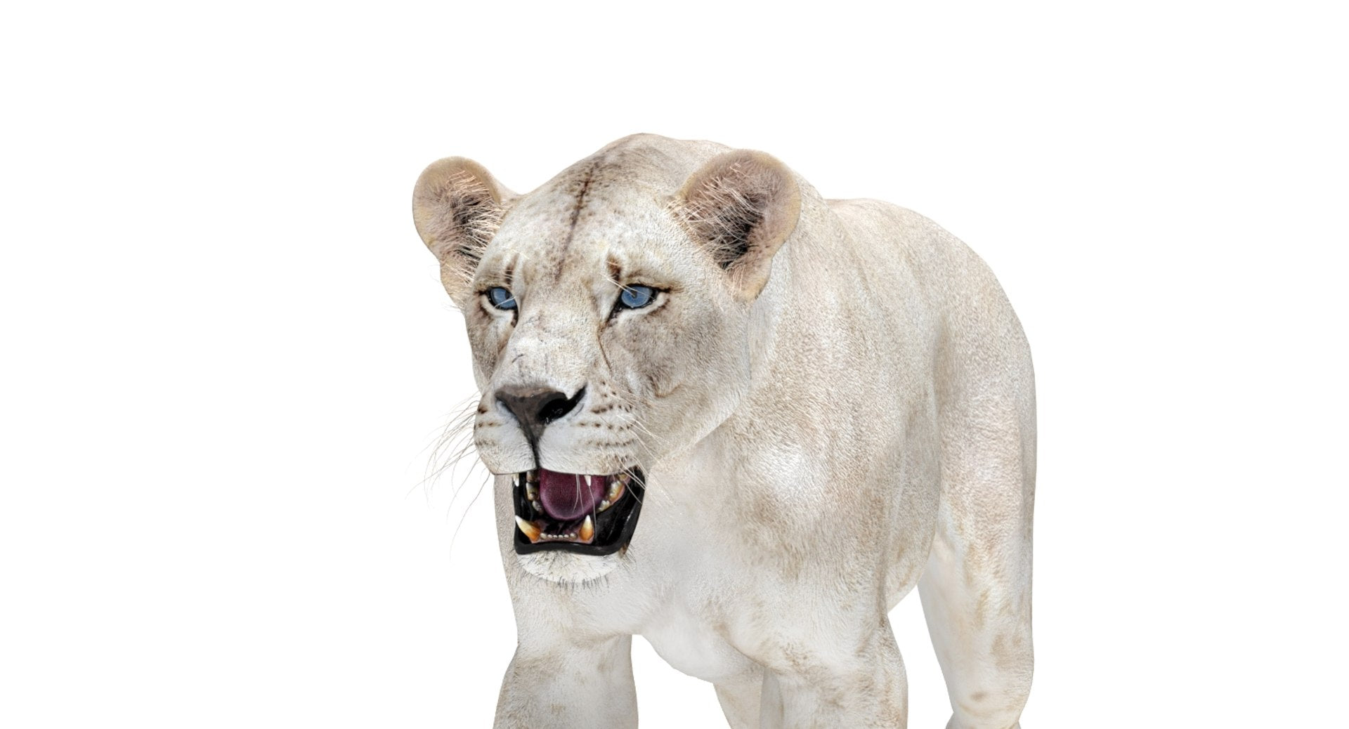 Rigged White Lioness 3D Model