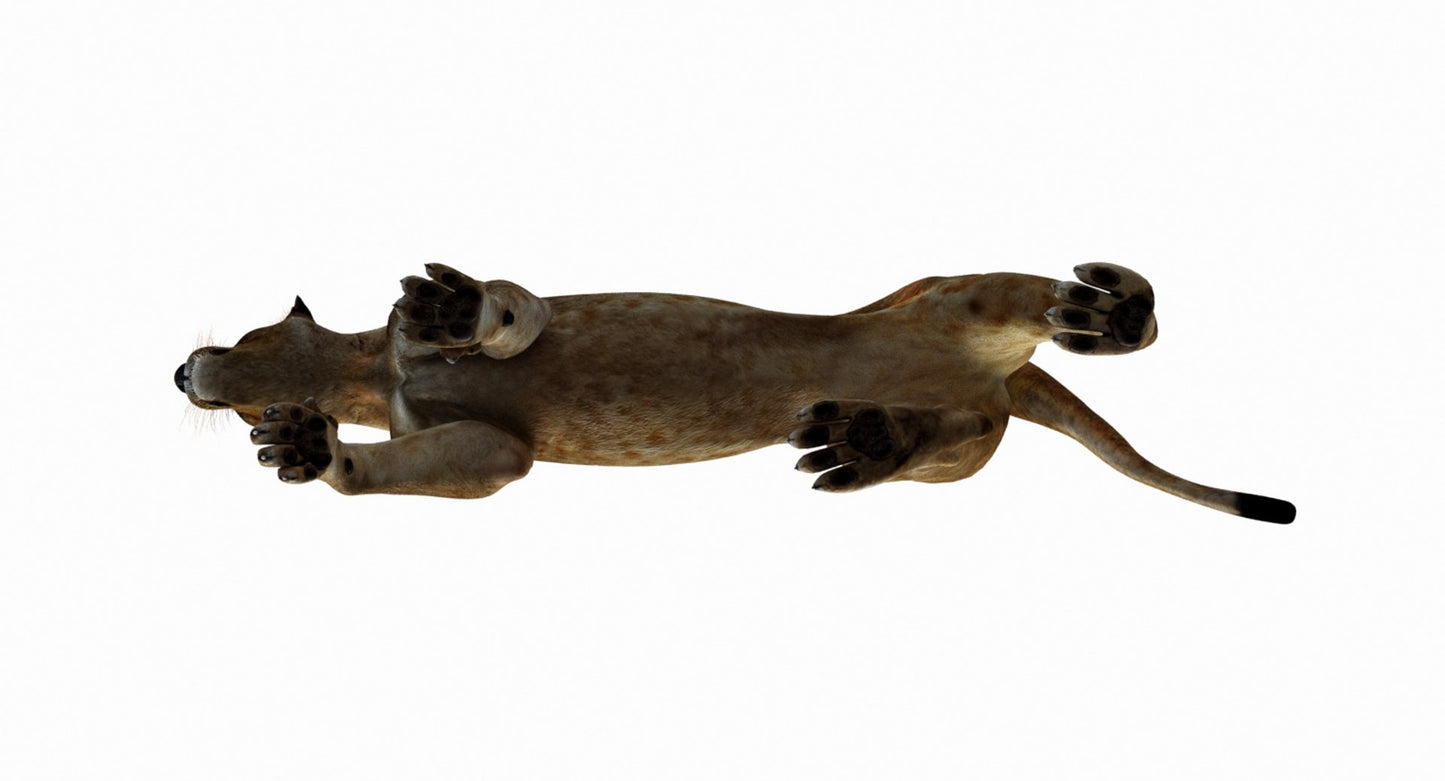 Lioness 3D Model Rigged