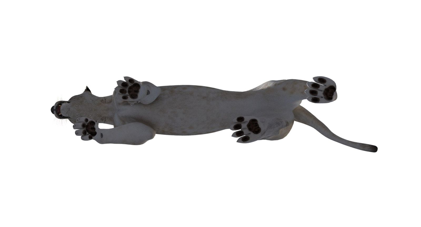 Rigged White Lioness 3D Model