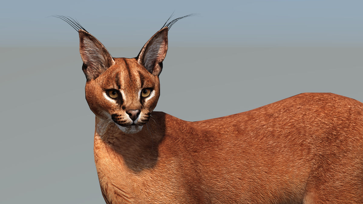 Realistic Caracal Cat 3D Model - Low Poly, game ready