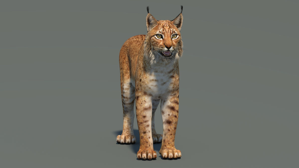 Low-Poly Eurasian Lynx 3D Model - Game-Ready - 360 Degree View