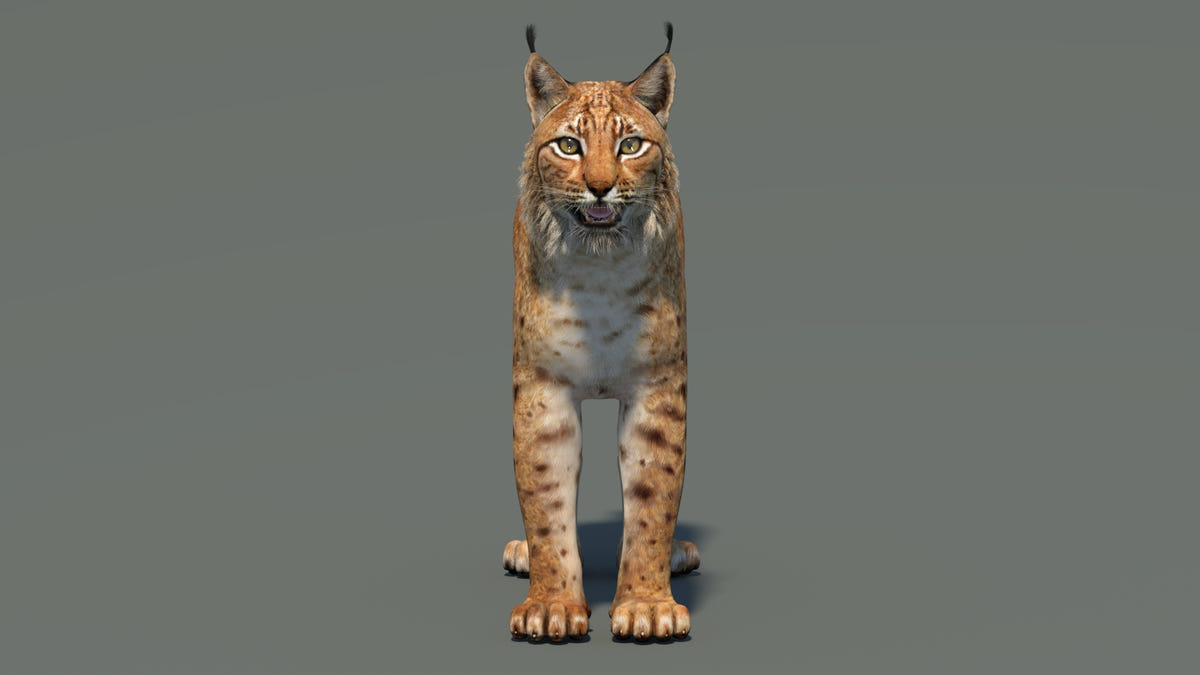 Big Cats 03 3D Model - 360 Degree View