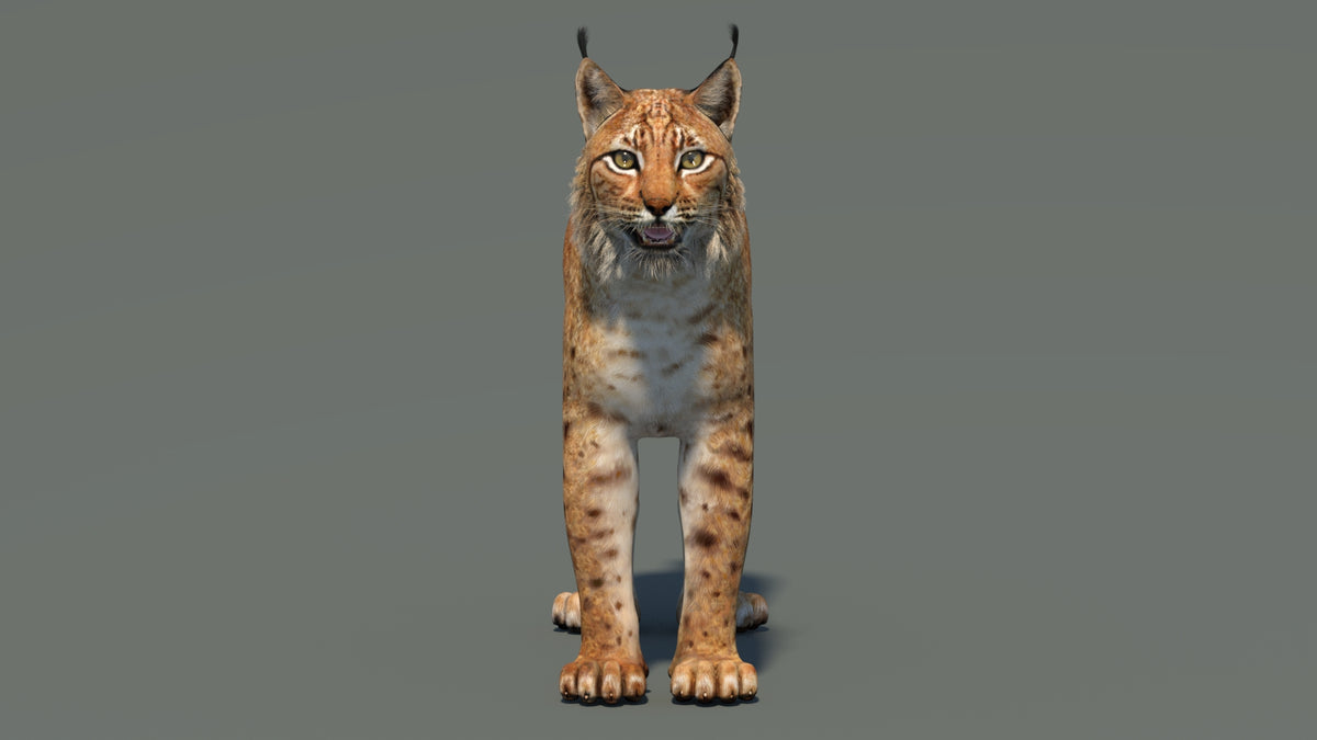 Big Cats 03 3D Model - 360 Degree View