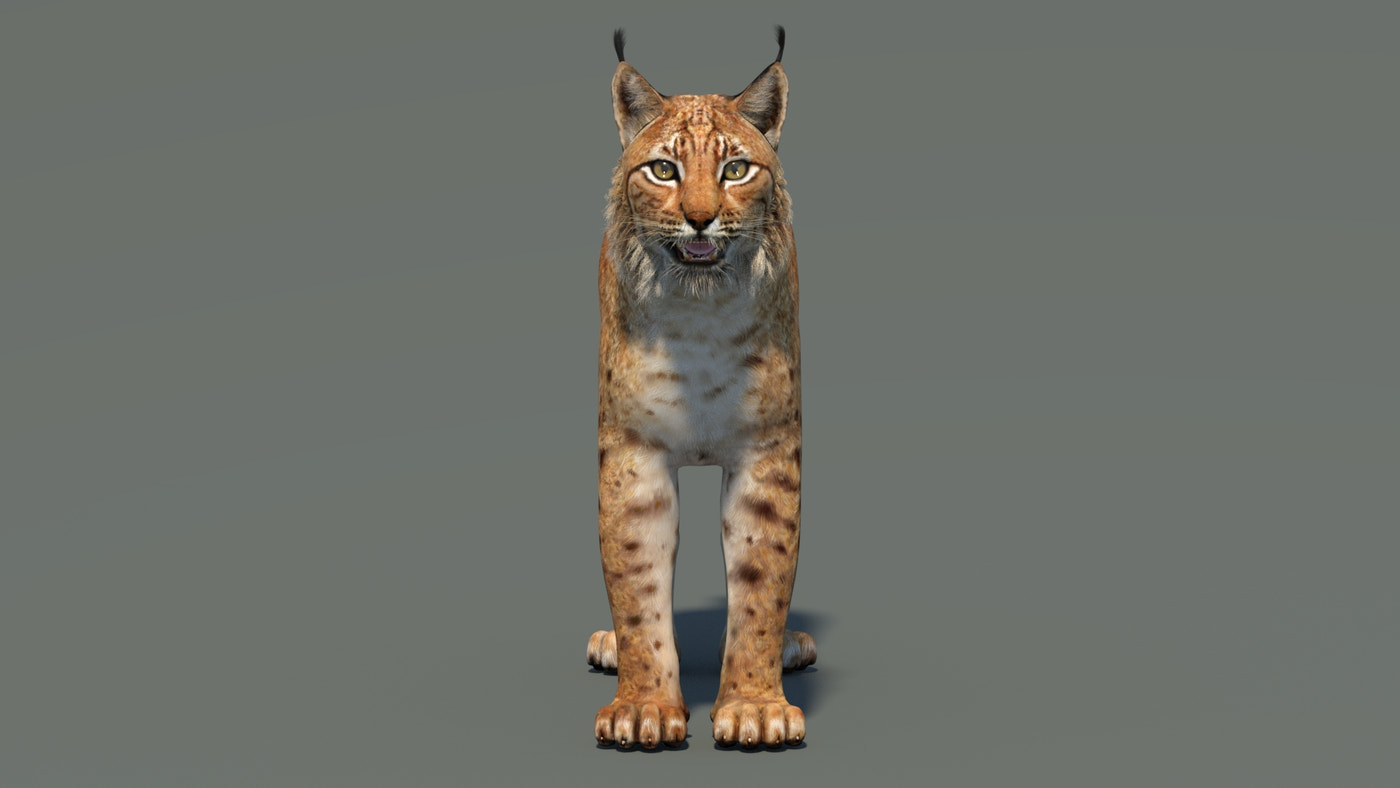 Big Cats 03 3D Model - 360 Degree View