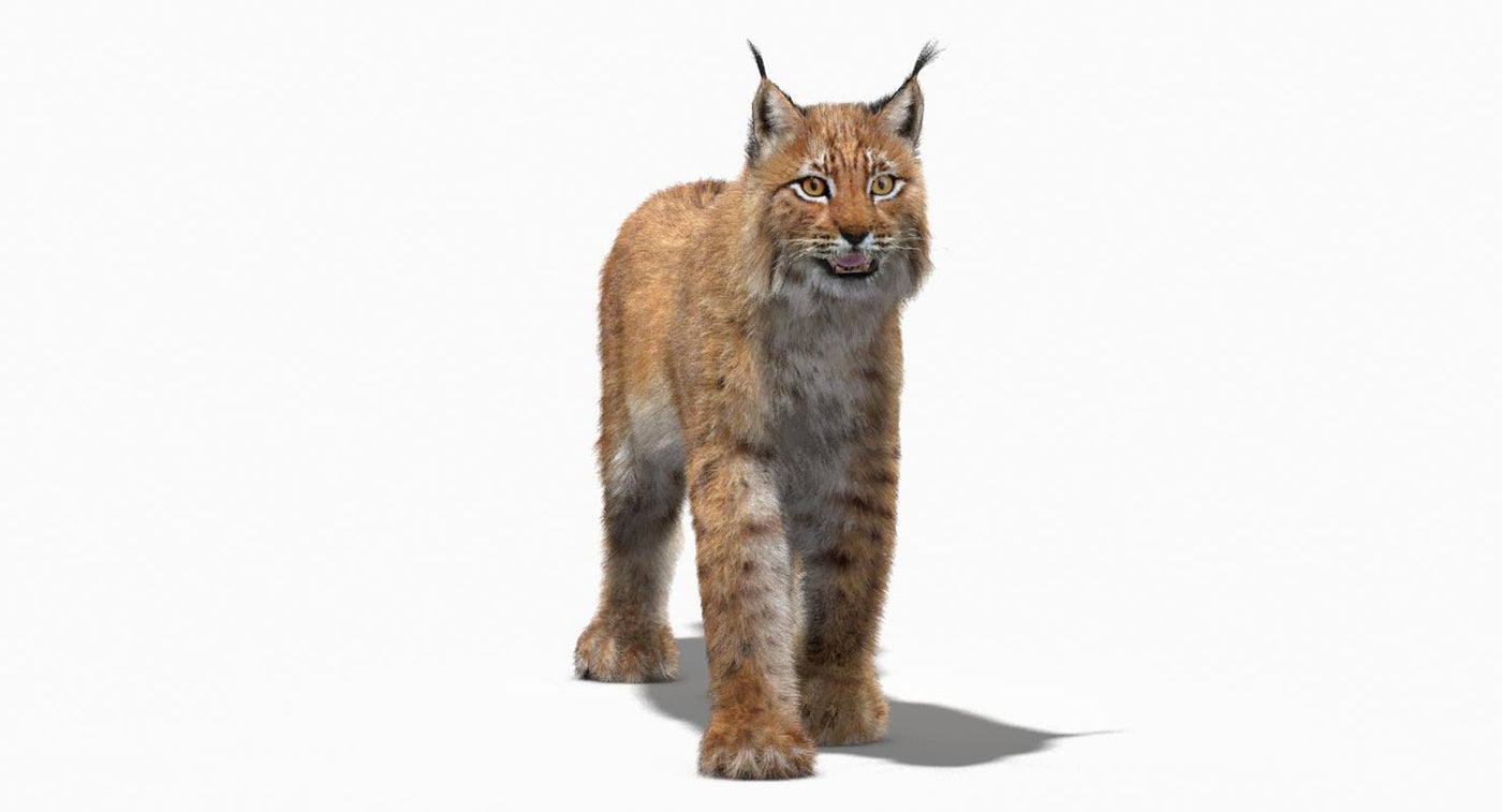 Animated Eurasian Lynx 3D Model Fur - 360 Degree View