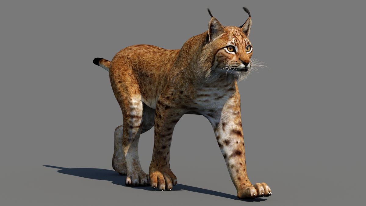 Animated Lynx 3D Model - Game-Ready - 360 Degree View
