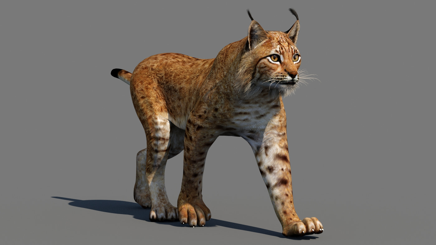 Lynx 3D Model Animated - 360 Degree View
