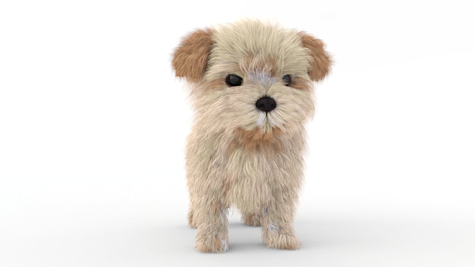 Animated Maltipoo Dog Puppy 3D Model Alpha Hair 360° view 1 frame 2