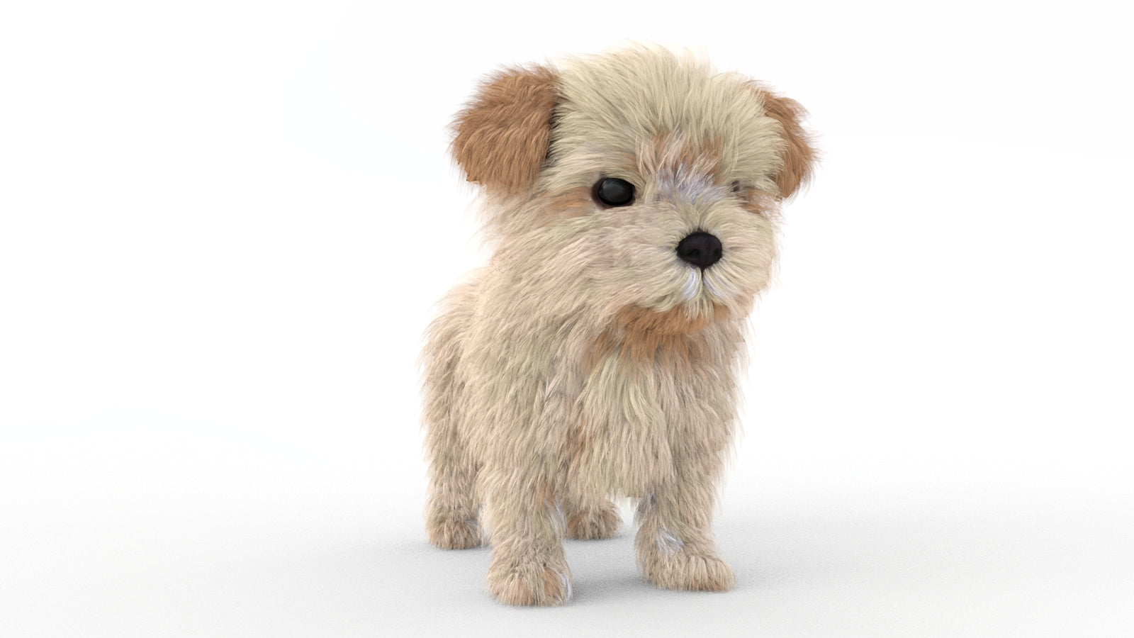 Animated Maltipoo Dog Puppy 3D Model Alpha Hair 360° view 1 frame 3