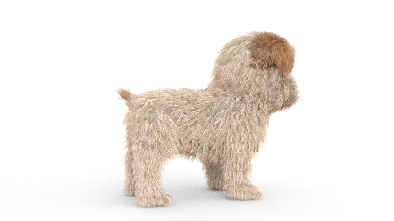 Animated Maltipoo Dog Puppy 3D Model Alpha Hair 360° view 1 frame 12
