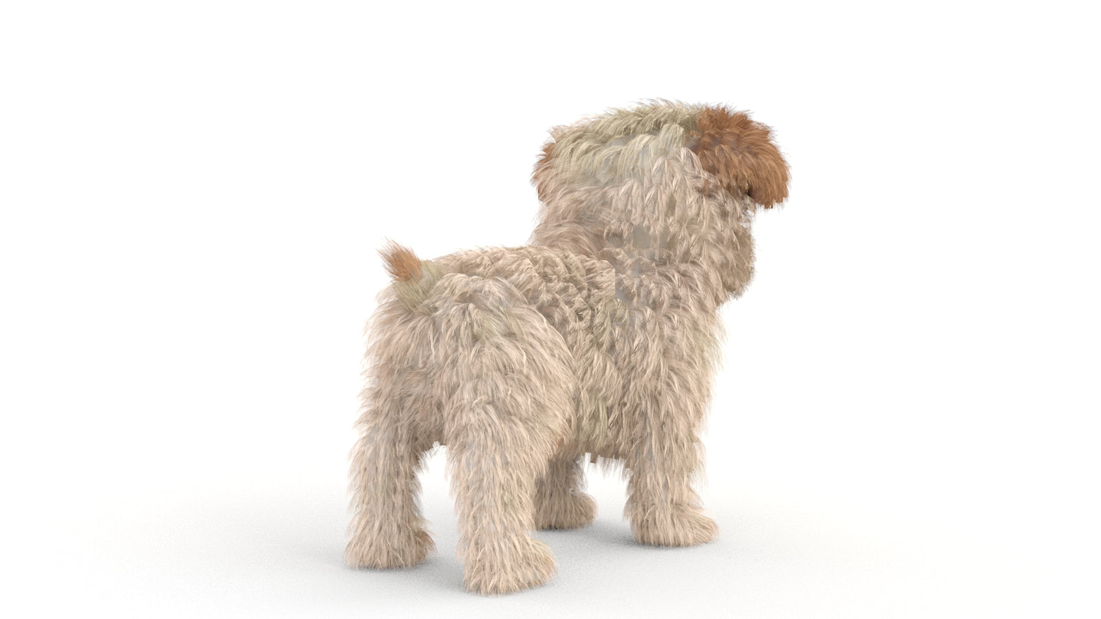 Animated Maltipoo Dog Puppy 3D Model Alpha Hair 360° view 1 frame 15