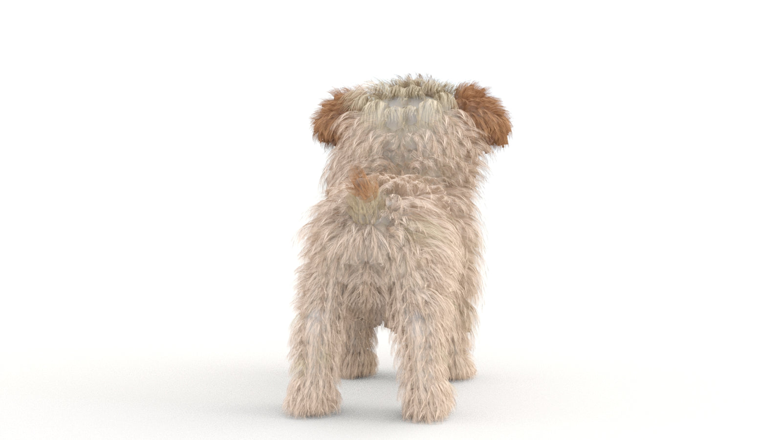 Animated Maltipoo Dog Puppy 3D Model Alpha Hair 360° view 1 frame 18