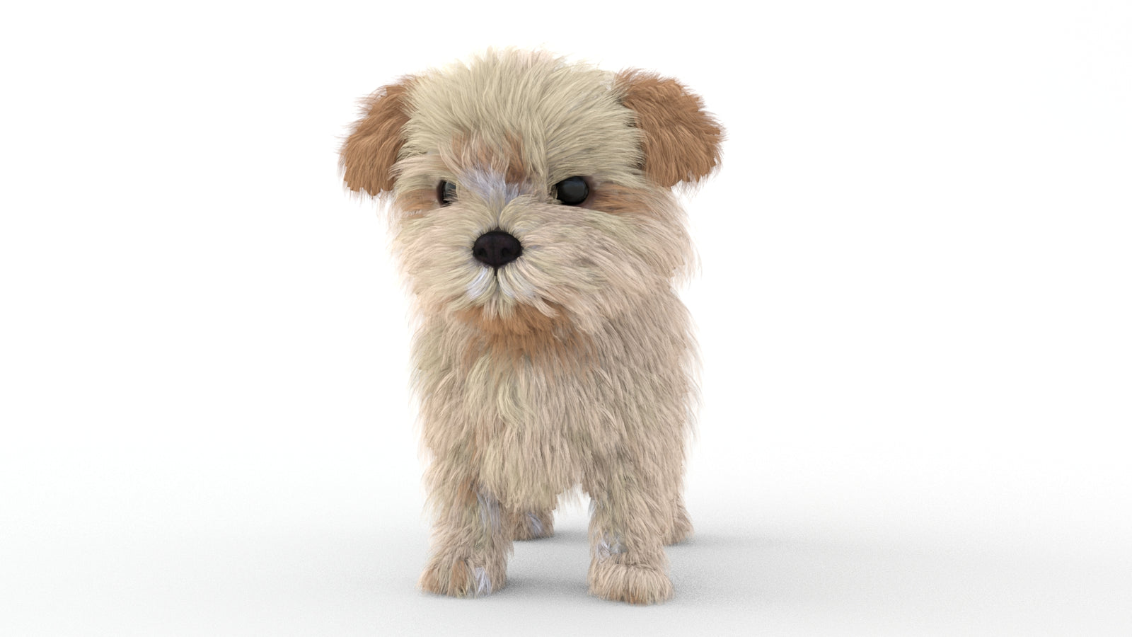 Animated Maltipoo Dog Puppy 3D Model Alpha Hair 360° view 1 frame 36