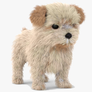 Maltipoo Dog Puppy 3D Model Polygonal Fur Thumbnail