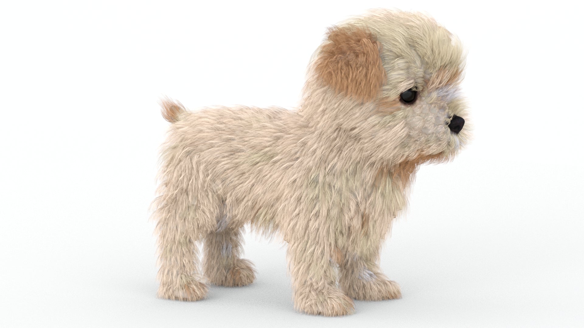 Maltipoo Dog Puppy 3D Model Polygonal Fur