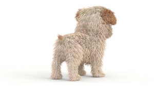 Maltipoo Dog Puppy 3D Model Polygonal Fur Thumbnail